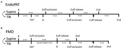 Effect of Upright Posture on Endothelial Function in Women and Men